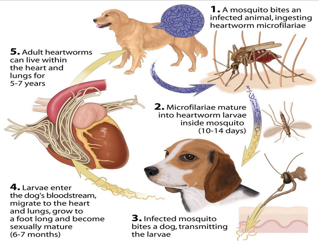 canine heartworm